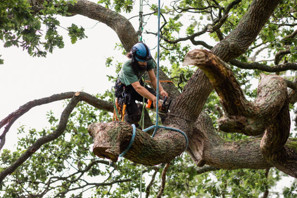 Best Tree Disease Treatment  in Florence, CO