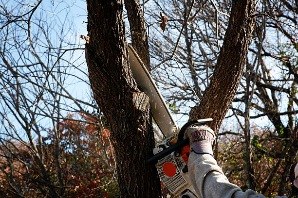 Reliable Florence, CO Tree Removal Services Solutions